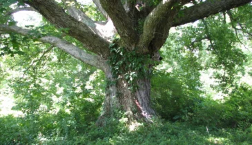 Big Oaks